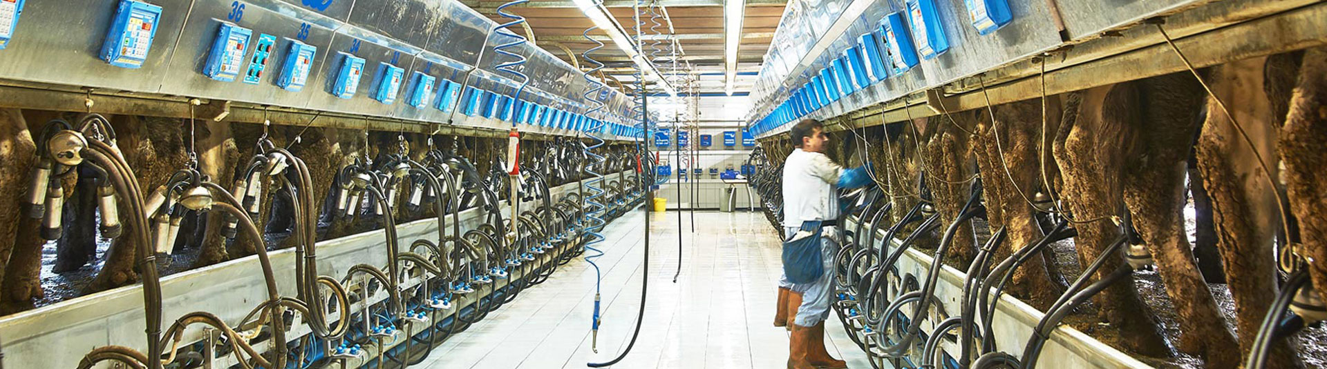 Sekersut Milk Production Ranch