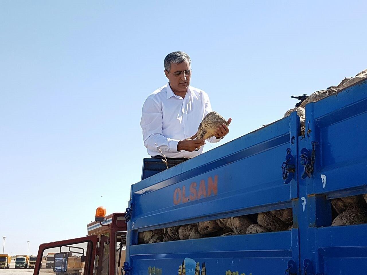 Konya Şeker Pancara 200 Lira Verdi, A Pancarı fiyatı primler dâhil 238,50 TL’yi Buldu 