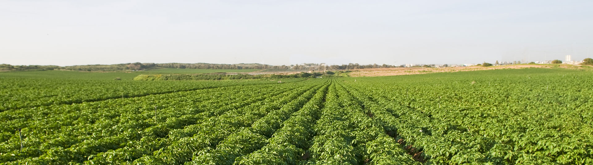 Patates Tarımı