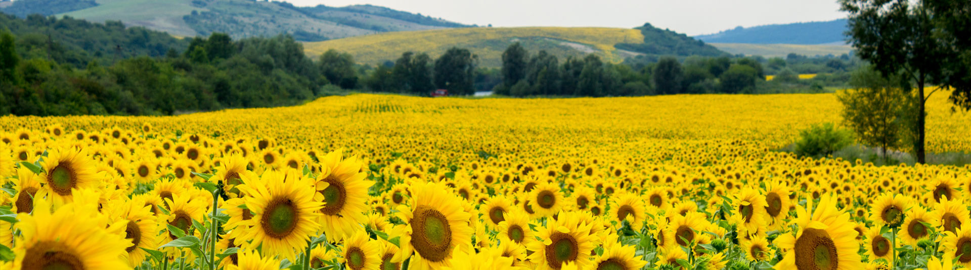 Sunflower Farming