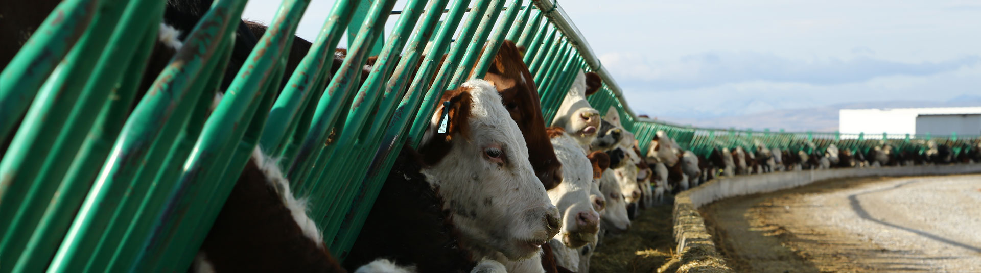 Gocu Breeding Ranch - Konya Şeker