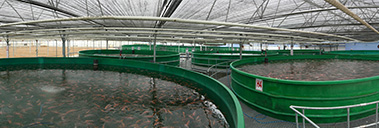 Fish Farm