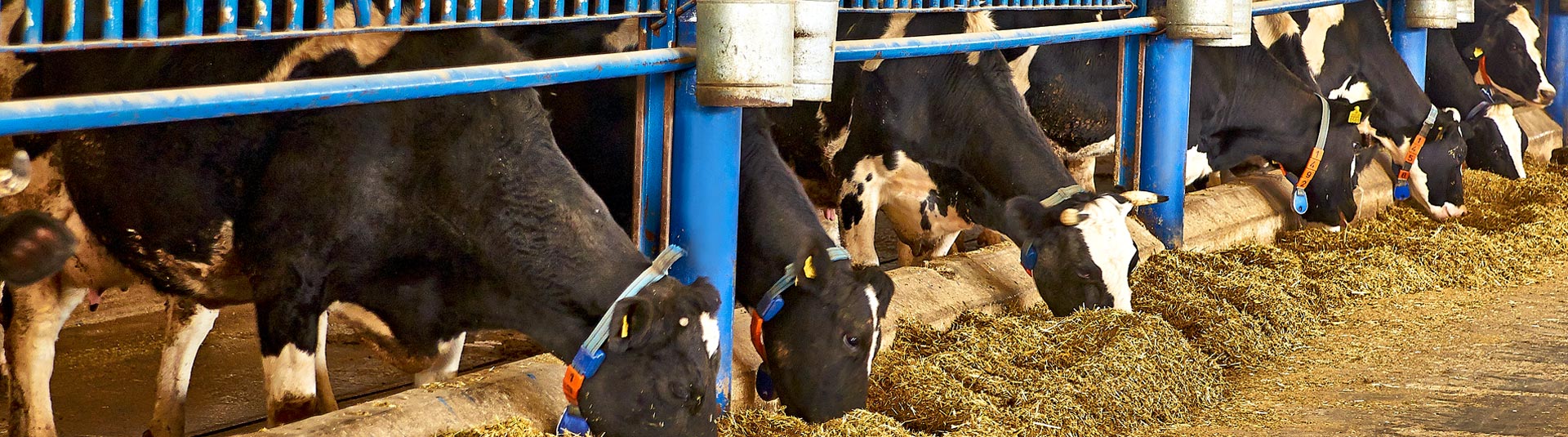 مزرعة تشومرا - إرن تبه لإنتاج الحليب 