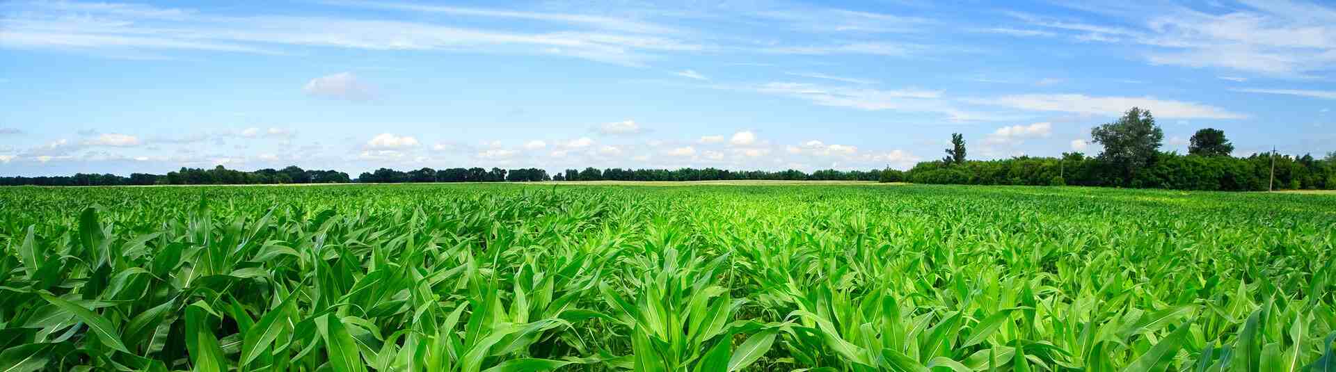 Corn Farming