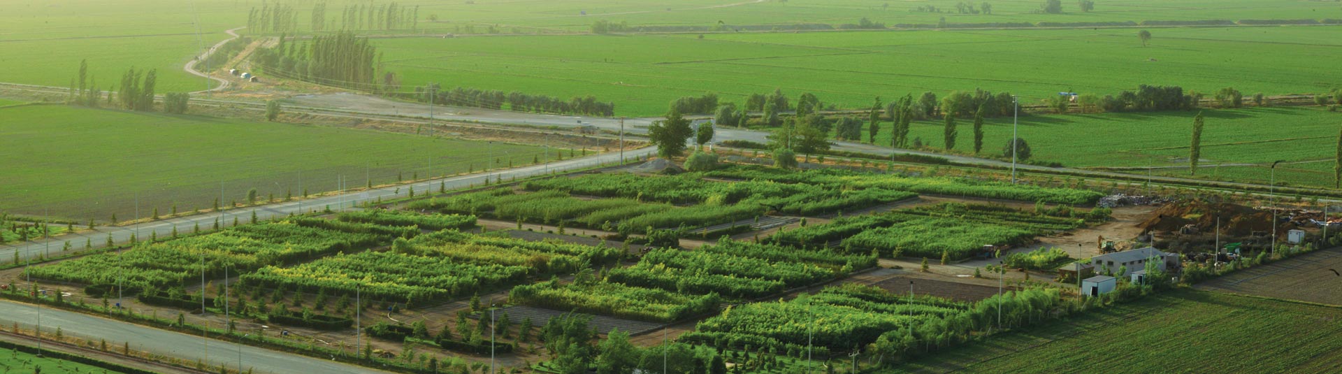 Sapling Production Center - Konya Şeker