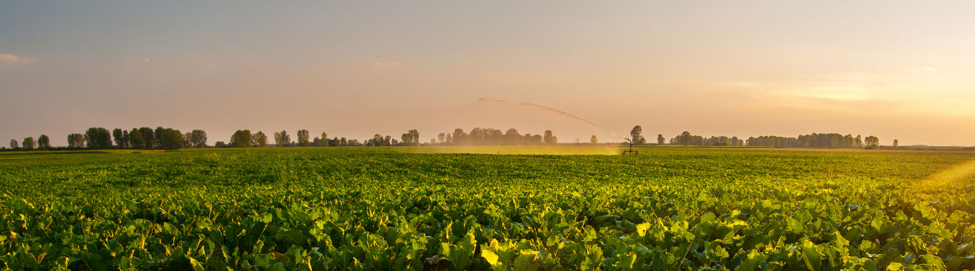 Sugar Beet Farming