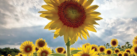 Sunflower Farming