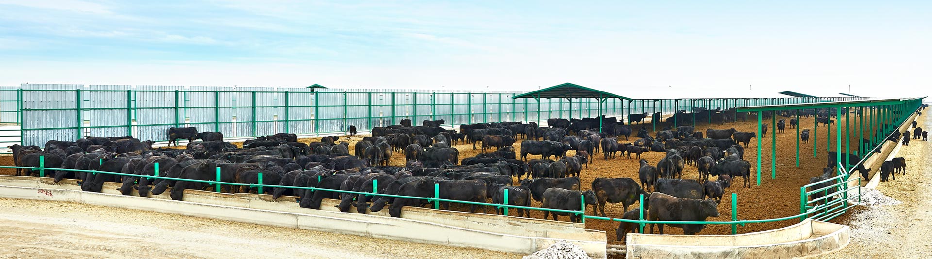 Aslım Besi Çiftliği - Konya Şeker