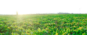 Sugar Beet Farming