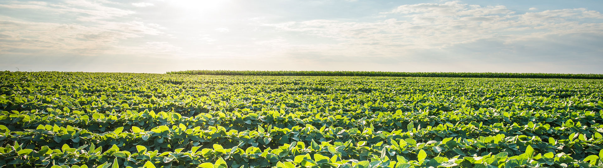 Bean Farming