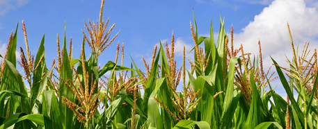 Corn Farming