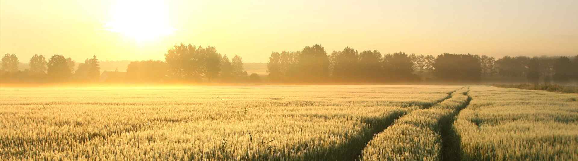 Wheat Farming