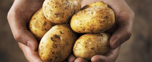 Potato Farming